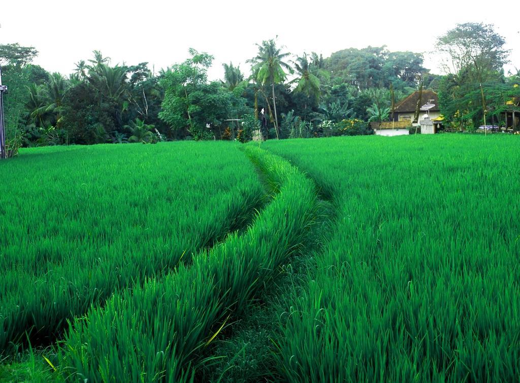 Adi Santia Bungalows Ubud Kültér fotó